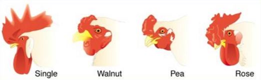 RE TEST GENETIKA KELAS XII HITUNGAN - Biology Page