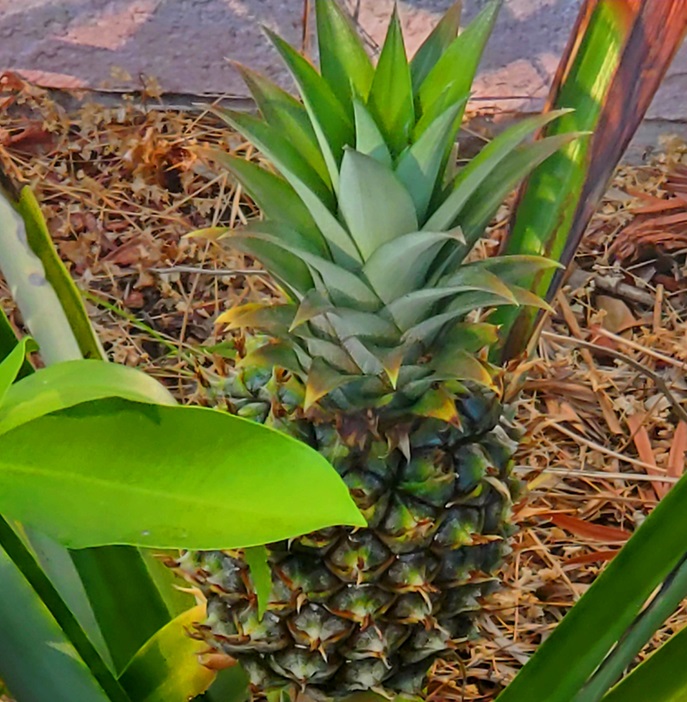 instructions on how to grow fresh pineapple