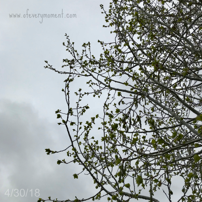 Spring in montana.  rain and tree buds.