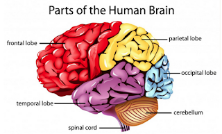 parts of brain