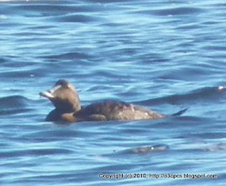 Common Eider, 11/13/10 Salisbury State Reservation