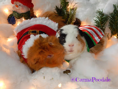 Guinea Pigs Christmas outfits 