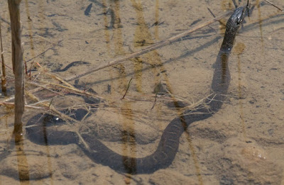 Northern Water Snake (Nerodia sipedon) 