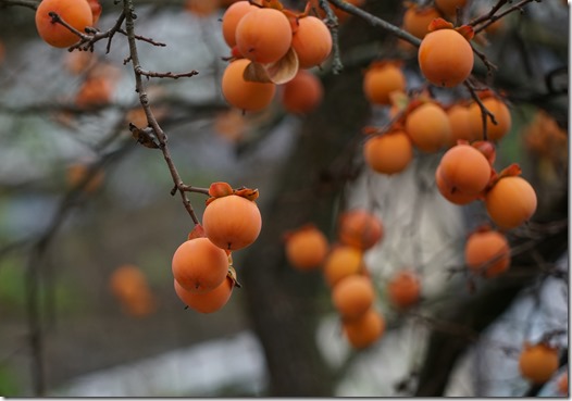 paris kaki tree 111615 00002