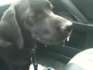 Photo of Coach in the car with three strings of drool dripping off his muzzle.