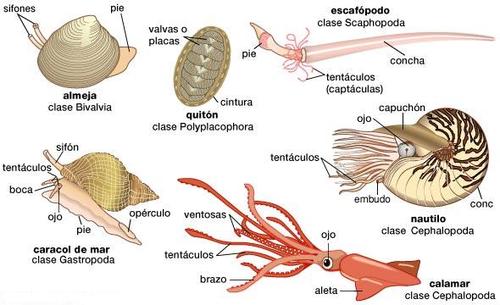 Ecologia dos Moluscos - Enciclopédia Global™