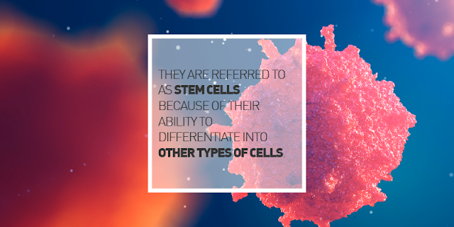 Stem Cells Part 1:Regeneration and How Stem Cells Are Involved in the Healing Process