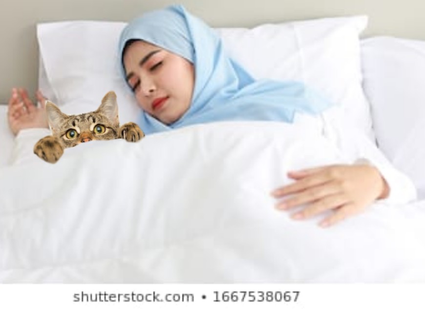 5 Tanda Arti  Mimpi  Bertemu Kucing  yang Harus Anda Tahu 