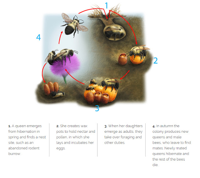 Siklus hidup bumblebee