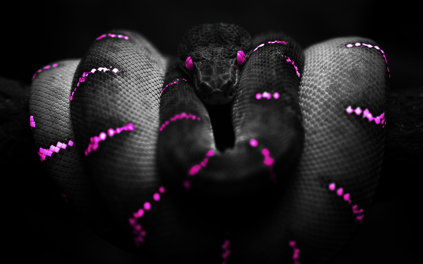 Photoshop Snake Purple HD Wallpaper