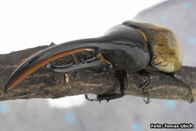 Hercules Beetle, Dynastes Hercules