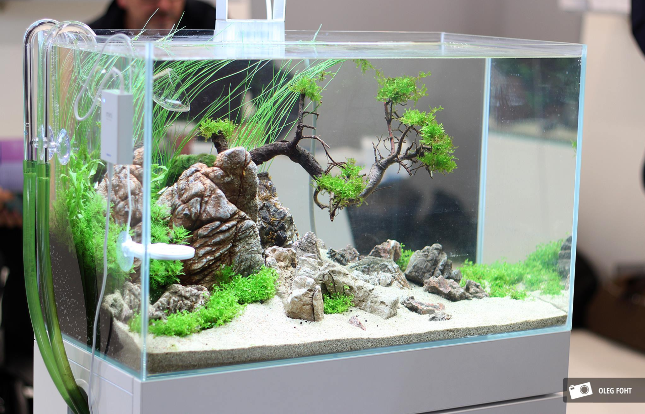 Inspirasi Aquascape Mini di Rumah Cara Budidaya Ikan