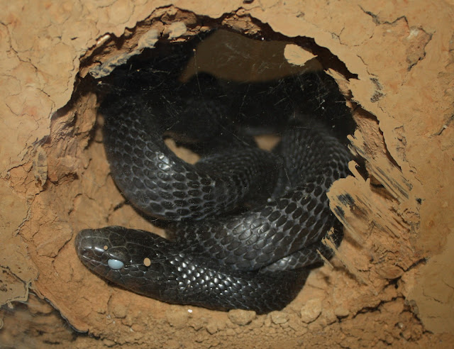 Индиговая змея (Drymarchon)