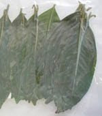 Indonesian bay leaves Daun Salam