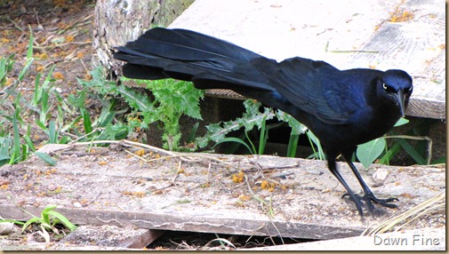 Padre Island birding_019