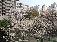 Ume - plum tree blossoms, Machida, Japan