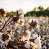 China Boosts Cotton Imports to Mend US Trade Ties