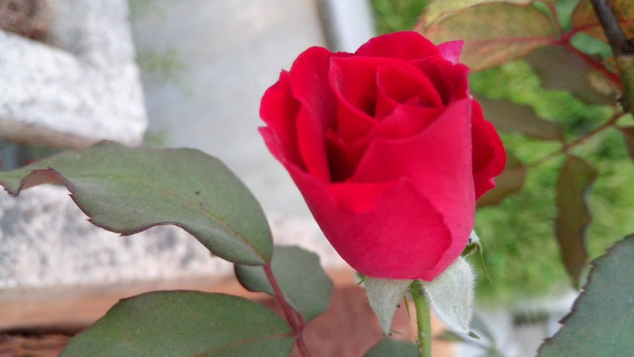 Rose flower 8