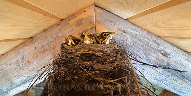 Robin chicks in their nest (c) John Ashley