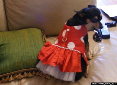 Crazy Halloween Costume for Dog Seen On www.coolpicturegallery.us