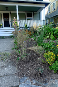 Edible Landscaping: replacing spent annual batchelor's Buttons