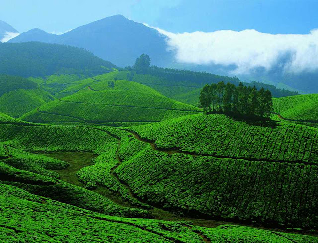 Hotels in Munnar Town