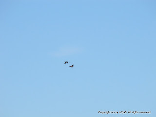 Wood Ducks Flying