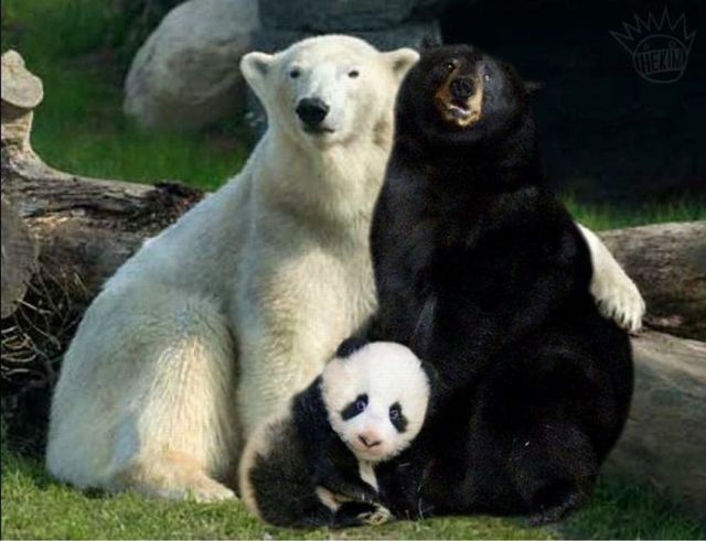 Kopi Hangat Foto  Anak  Panda  Lucu