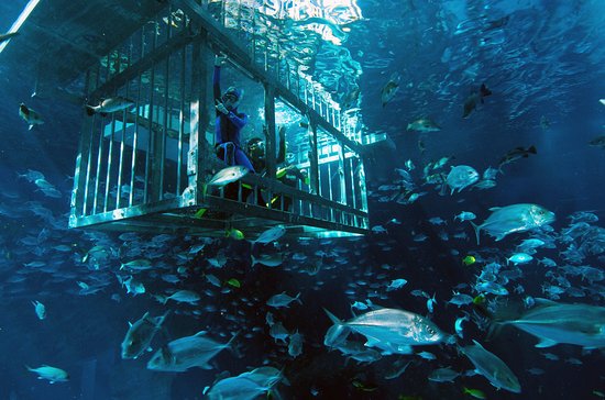 Scuba Diving at Dubai Aquarium