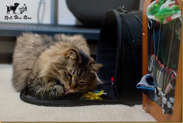 Tongue Out Tuesday February 27th (©Bell Fur Zoo)
