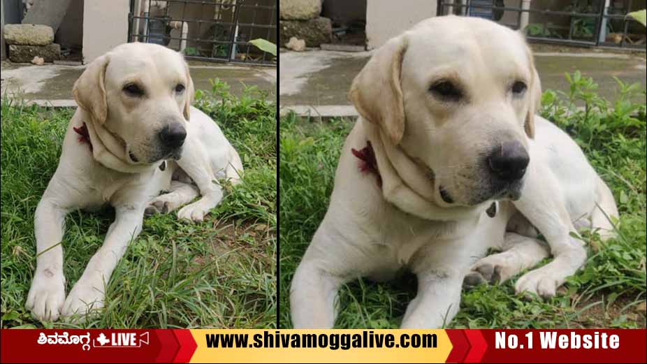 Charlie Dog Missing from Shimoga