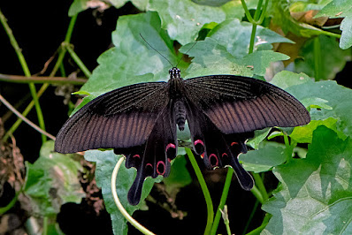 Papilio helenus