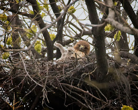 Red-tailed hawk Amelia and her chick in Tompkins Square