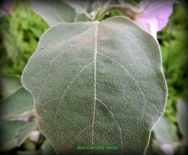 Folha Solanum ovigerum 