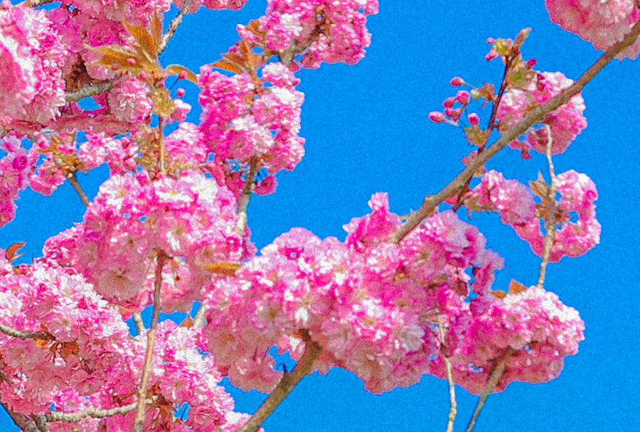 pink cherry blossom alexandra king photography