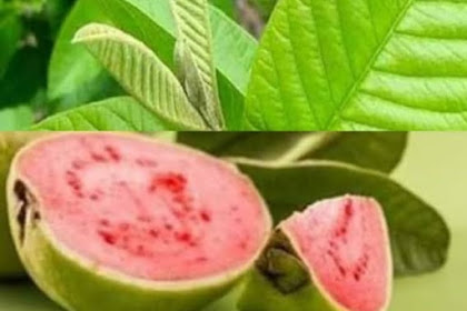 Manfaat Daun Jambu Biji Dan Cara Merebus nya