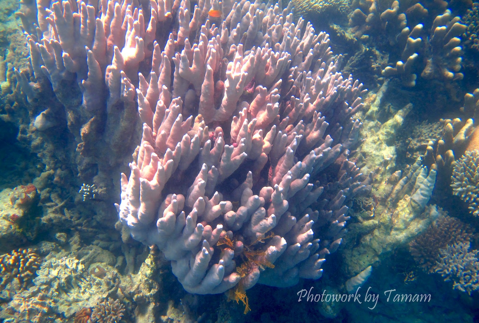  PORIFERA  Pengertian Ciri ciri Klasifikasi dan Anatomi 