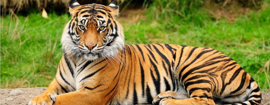  Harimau 