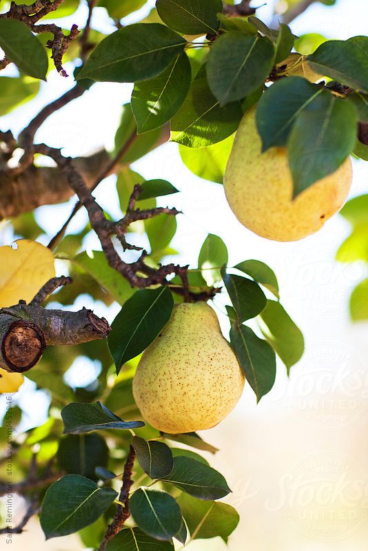 jual bibit buah pir kuning cangkok yang bagus jawa timur Riau