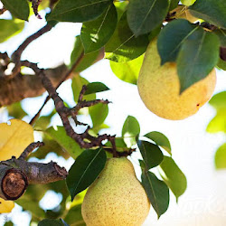 Pohon Bibit Pir Kuning Cangkok Cepat Buah