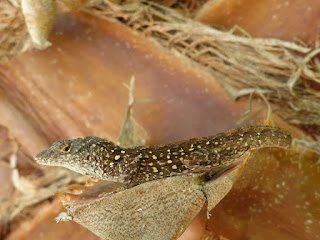 Lézard de Cuba à taches jaunes