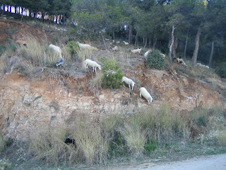 Ovejas en la Collserola