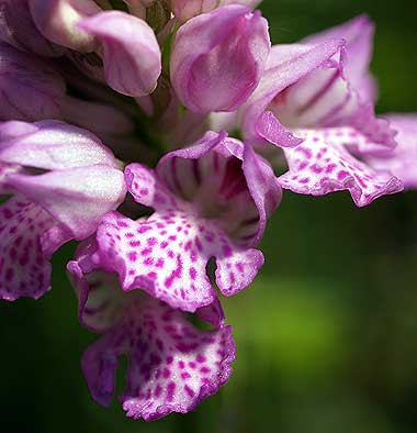 Orchis tridentata. Foto di Andrea Mangoni.