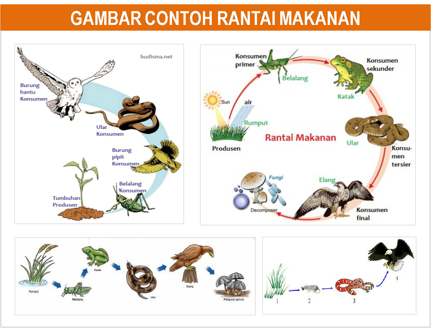 GAMBAR DAN PENJELASAN PIRAMIDARANTAI DAN JARING MAKANAN freewaremini