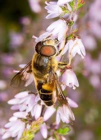 Hoverfly, Eristalis pertinax, on Ling, Calluna vulgaris.  Male.  St Paul's Cray Common, 30 July 2014.