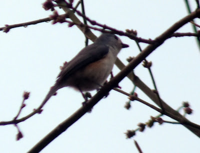 tufted titmouse