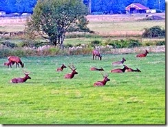 Shady Firsand more Elk 014 redo