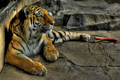 60 Stunning HDR Photos of Animals