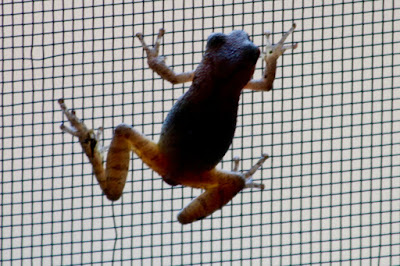 March 30: tree frog on screen