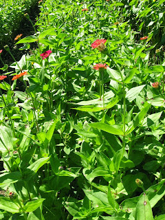 Zinnias